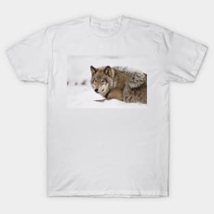 Gray Wolf T-Shirt